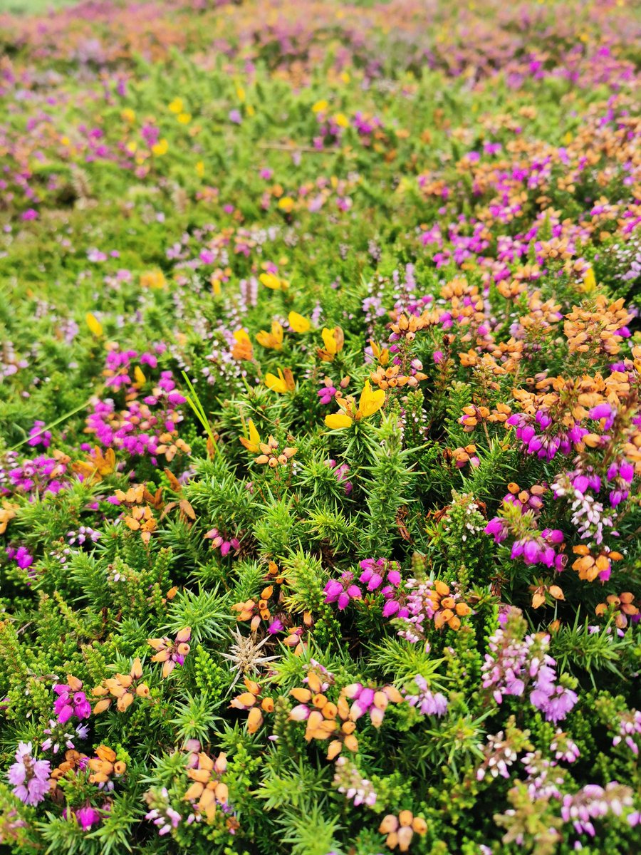 Loving the colours on show along the walk today. Take some time to stop, get down close and appreciate #nature