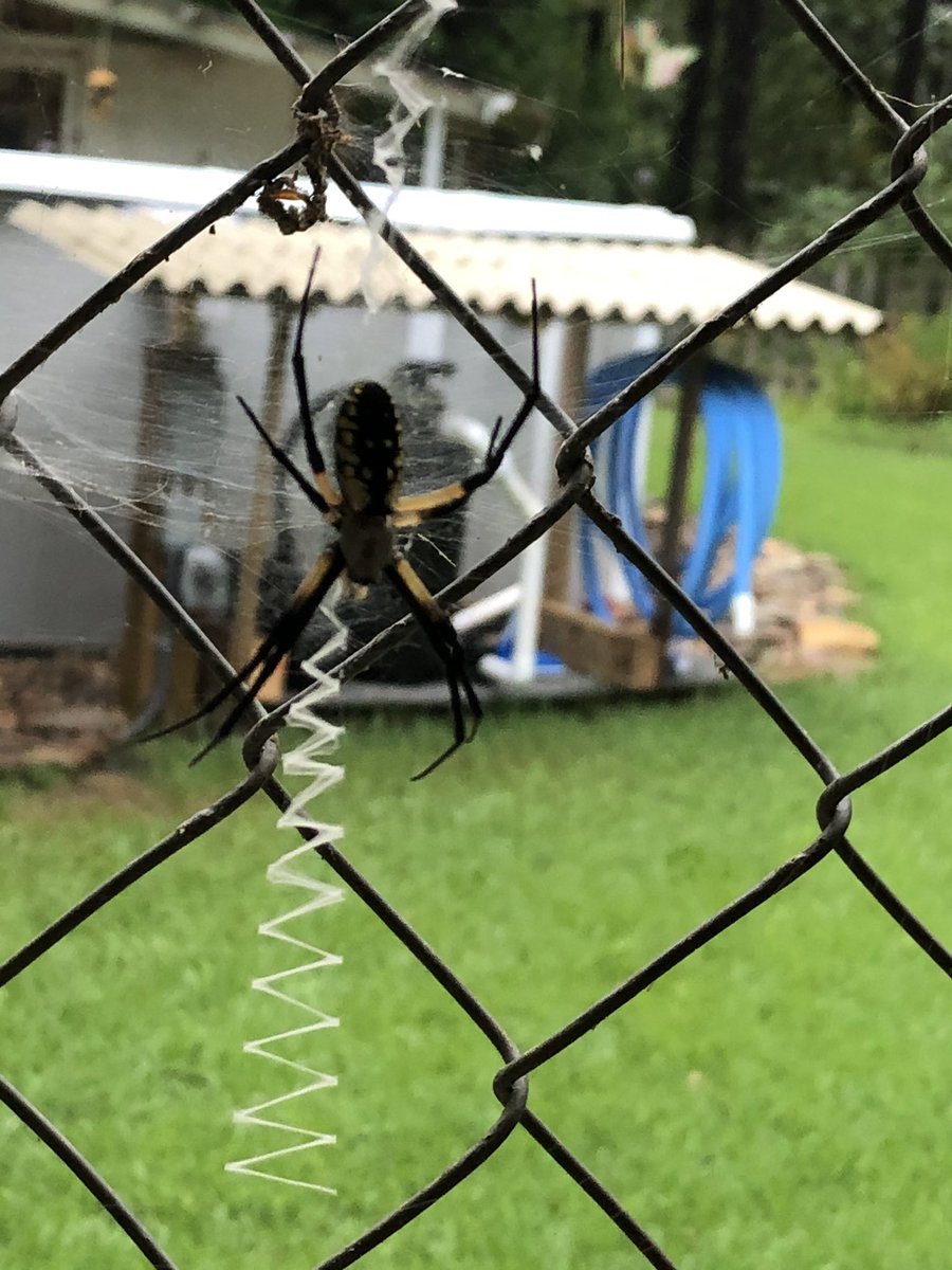 k9kayaks's tweet photo. First #WritingSpider of the season. Hard to see but the web is about 24β wide https://t.co/nK2qZ2BXrx