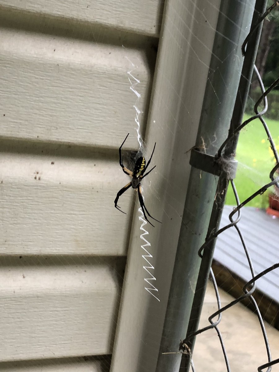 k9kayaks's tweet photo. First #WritingSpider of the season. Hard to see but the web is about 24β wide https://t.co/nK2qZ2BXrx
