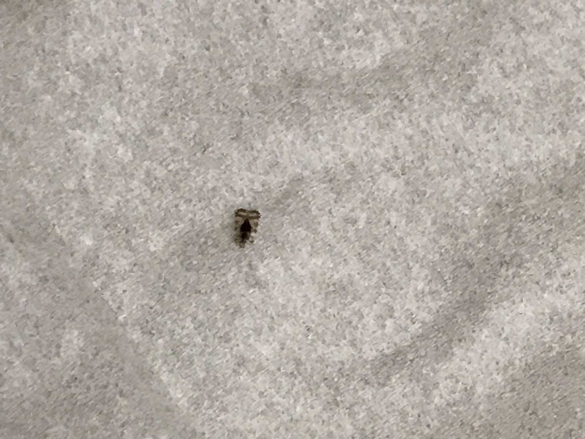 さかっき この小さな虫 何かわかる人いませんか 3ミリくらいの大きさでよく網戸についてます 家の横が小高い丘 緑地 になっているのでそこから飛んでくると思うのですが 小さい虫 虫の名前 網戸 虫対策 T Co Vrbotrzdjg Twitter