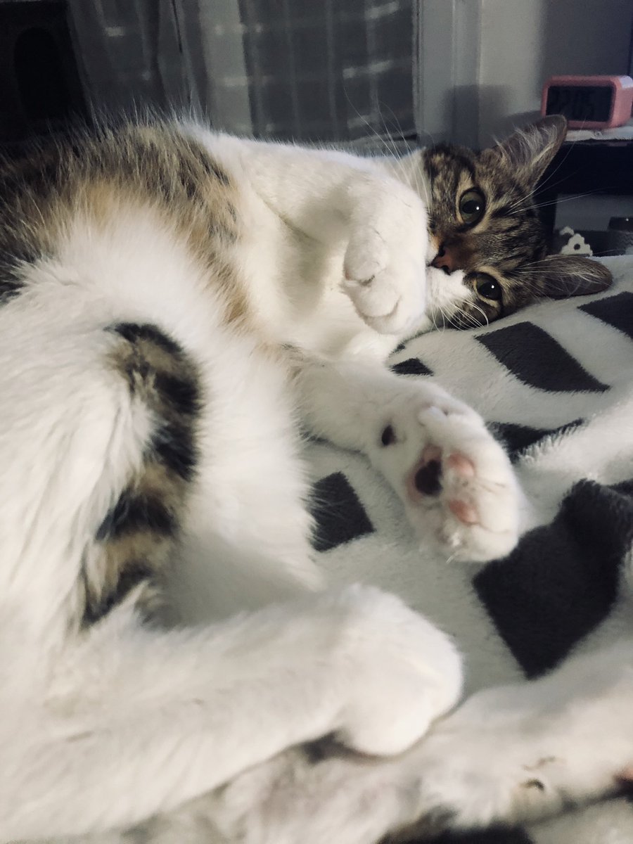 AthenaPrincess_'s tweet photo. Bon jour fais rien à tous les pôtichats ! https://t.co/dVa9JnRrBd