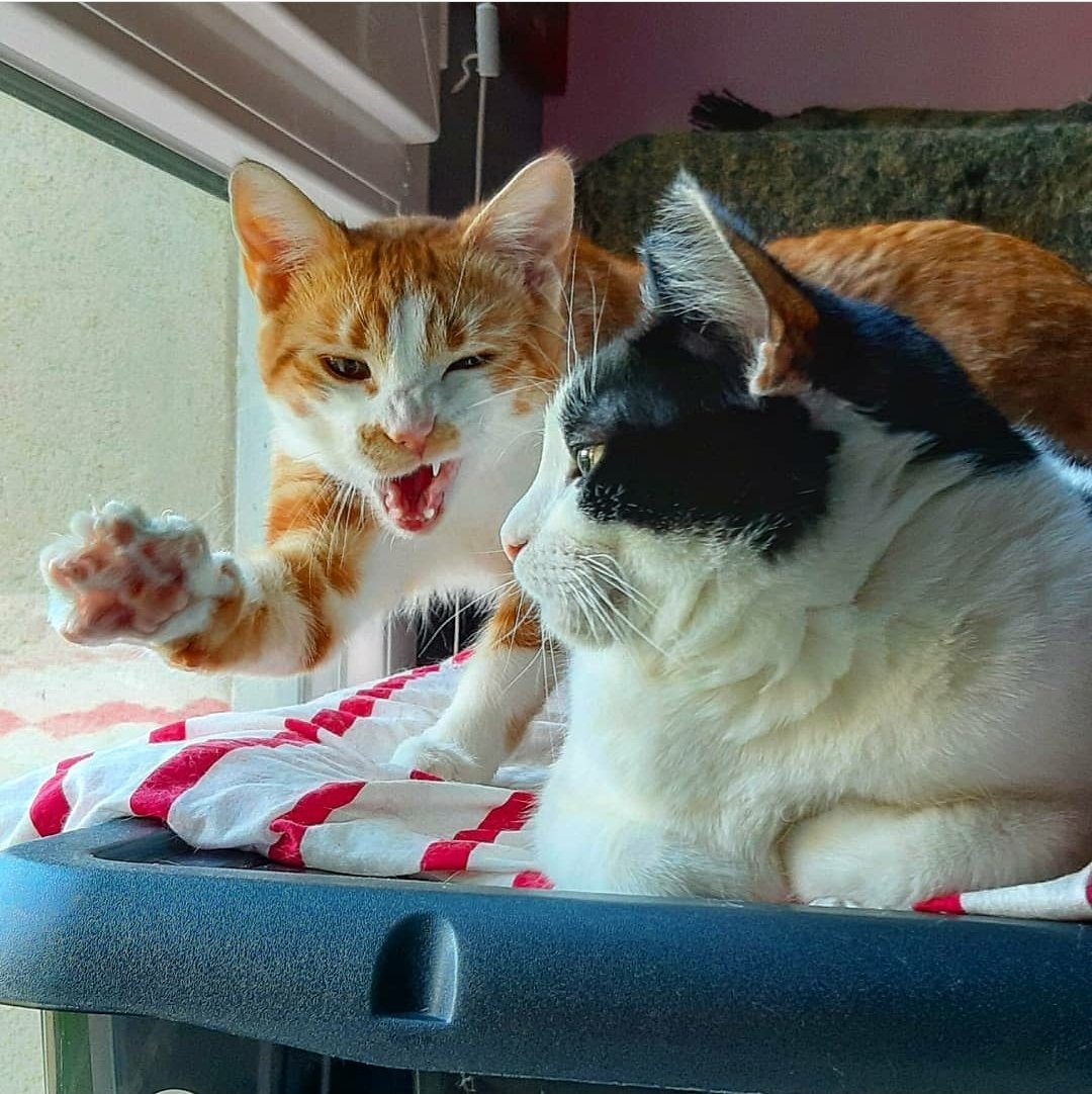 zazouBSB's tweet photo. Grrrrr @nickcarter !! Kiss from Sweety and Fratello 😘🥰😘🥰😘🥰😘 and me! #caturday #caterday #catperson https://t.co/mPbz1LRXJS