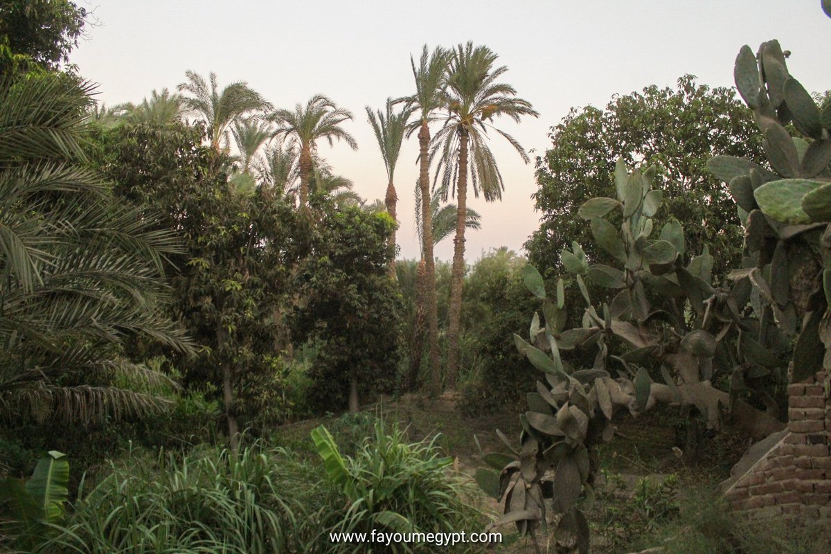 Fayoumer's tweet photo. جناين و حقول قرية بنى صالح الغناء. الريف المصرى الحقيقى. 
The lush gardens of Bani Saleh village. @_fayomi  #Fayoum https://t.co/3CVfLabXEm