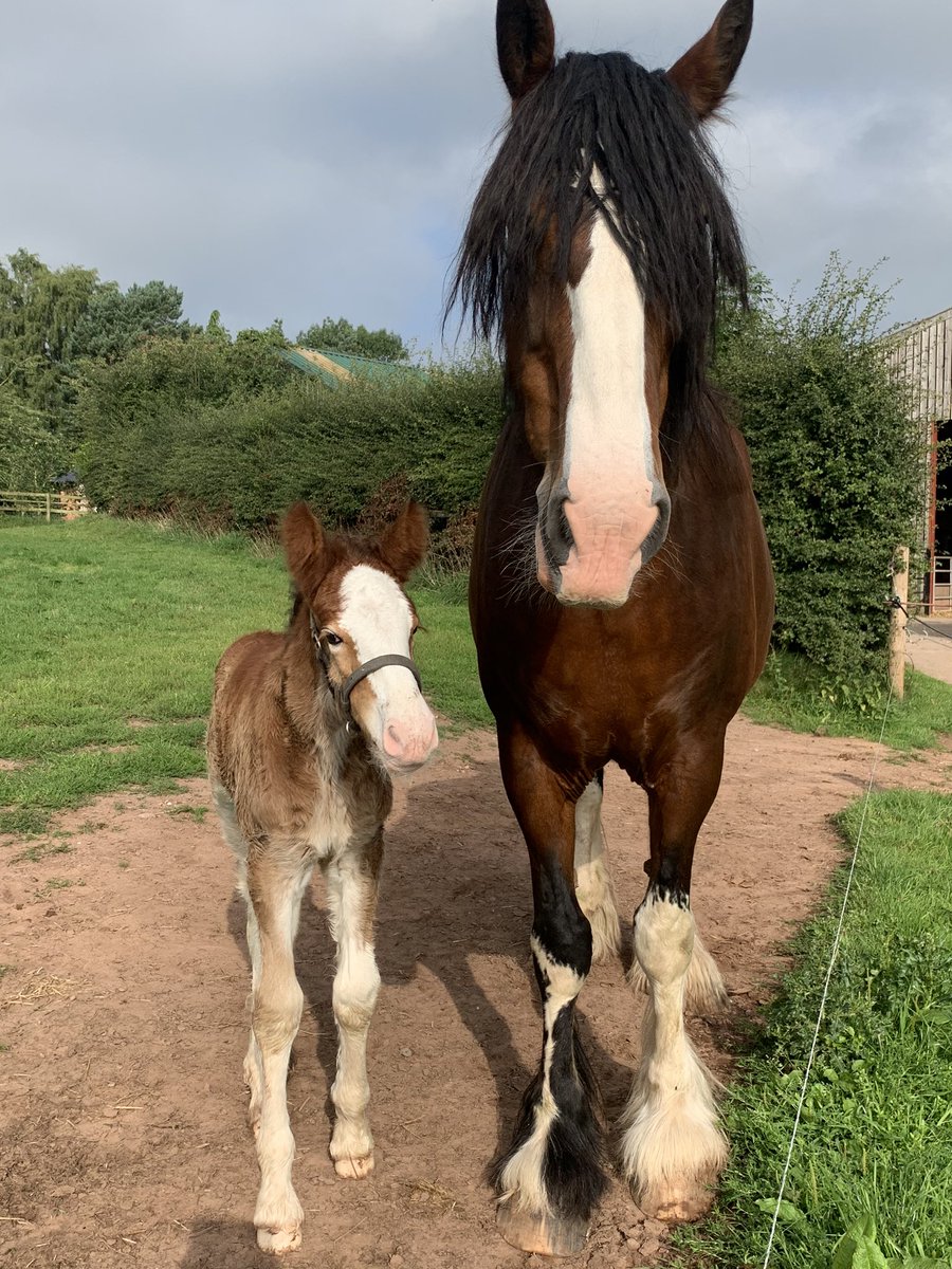 CotebrookShires's tweet photo. She is such a lovely little thing and so so pretty. ❤️ #shires #horses #foals #mares #fillys #colts #cheshire https://t.co/iWlsiFb7Jx
