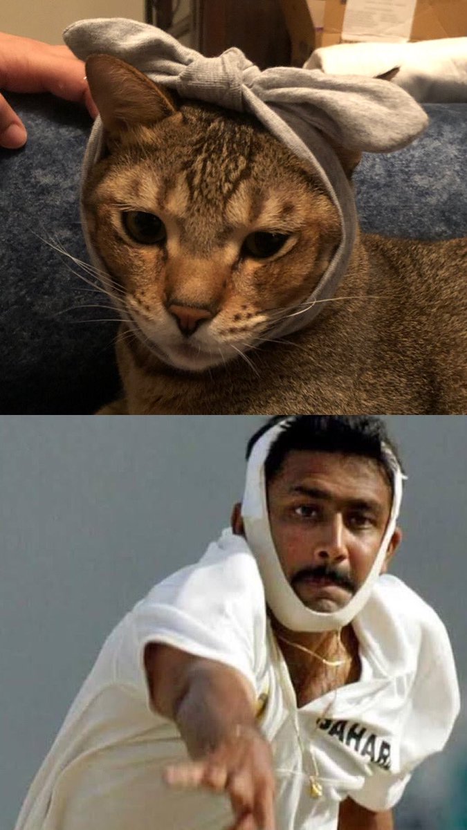 Chatsman tweet media