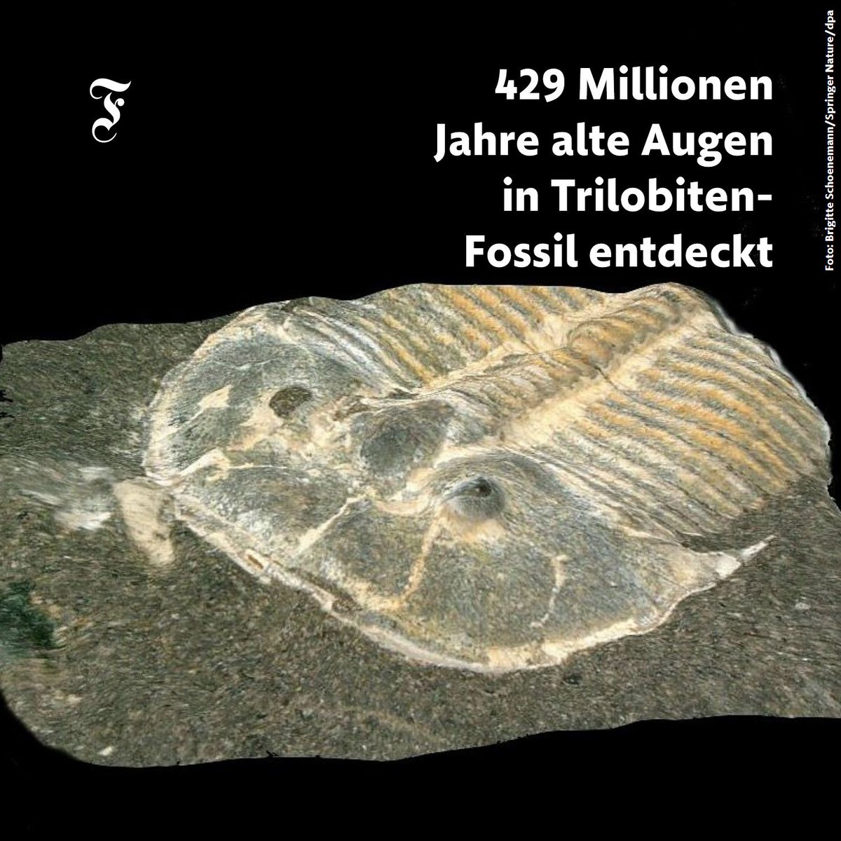 faznet's tweet photo. Forscher, unter anderem von der @UniCologne, entdeckten an einem Trilobiten-Fossil ein Auge, das erstaunliche Ähnlichkeiten mit den Sehapparaten heutiger Bienen und Libellen hat. Die Gliederfüßer waren ausgestorben, bevor Dinosaurier die Erde bewohnten. https://t.co/ykX62PnJ0p https://t.co/tWZLHzOQ1l