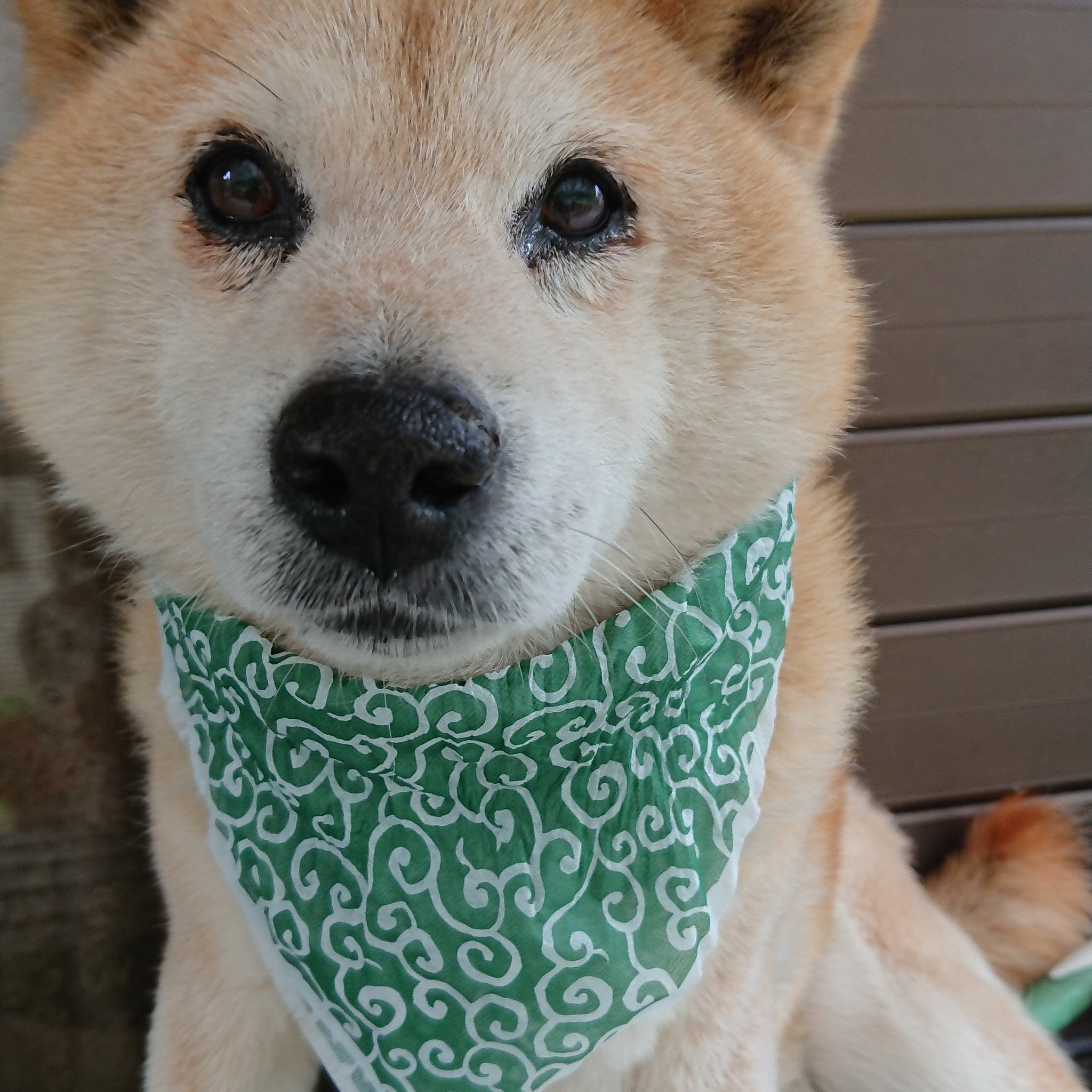 柴犬はち Sibainu Hachi Twitter
