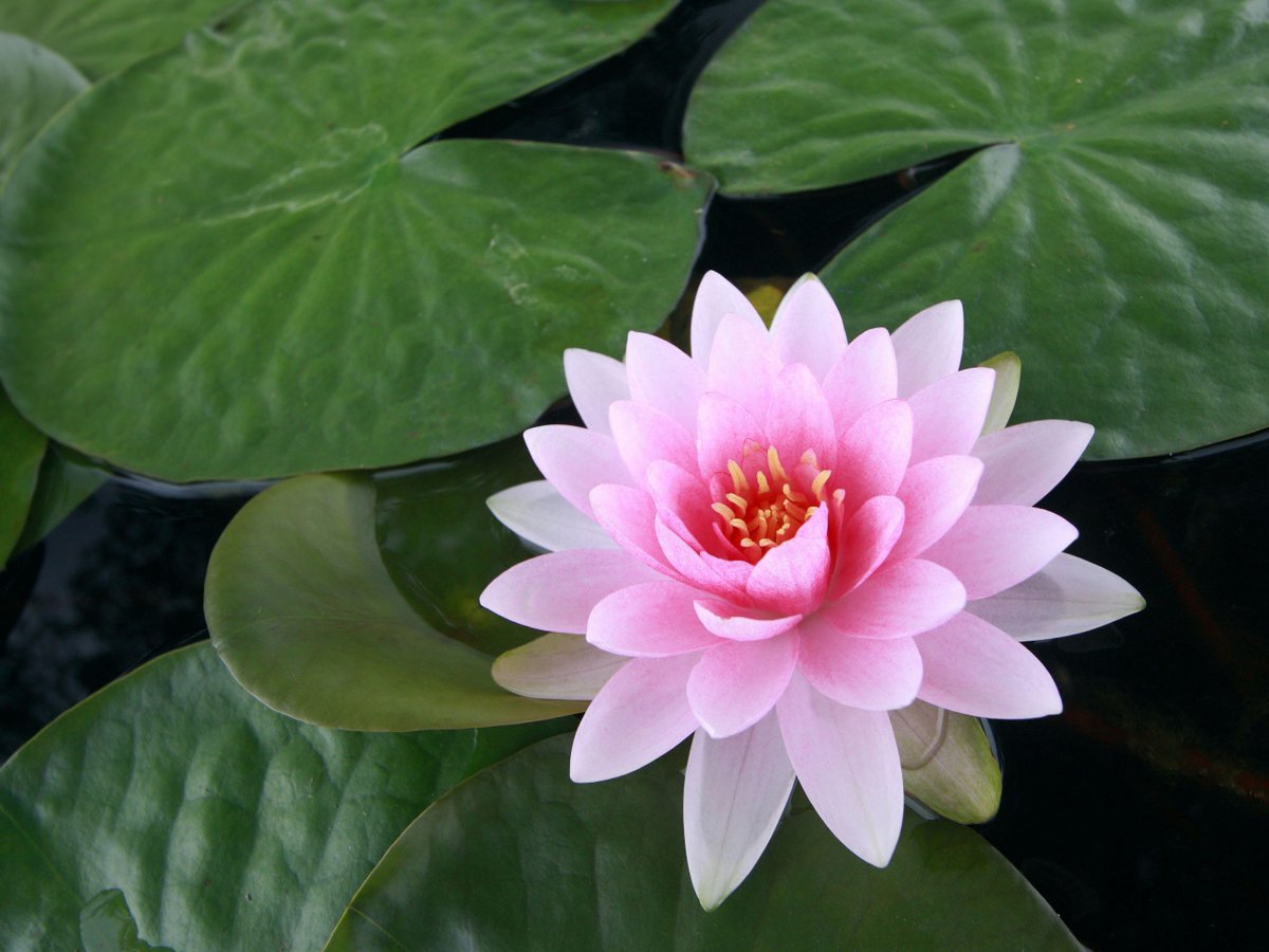 世界の花図鑑 No Twitter スイレン 水面に美しく咲き誇る花 水が不足すると枯れてしまうので管理が必要です 花言葉は 清純な心