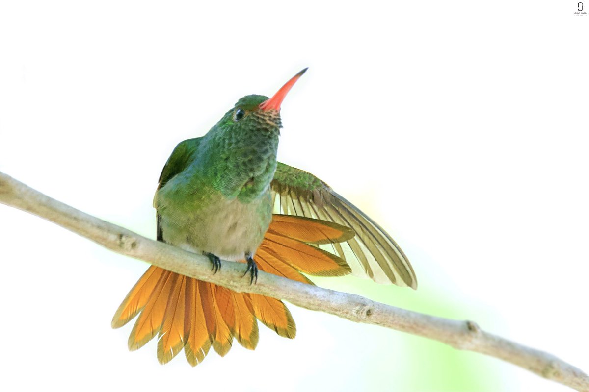 JJLN0468's tweet photo. Todas las aves cuentan #spamsabatino #spamdetodaslasaves https://t.co/o4644AhoYu