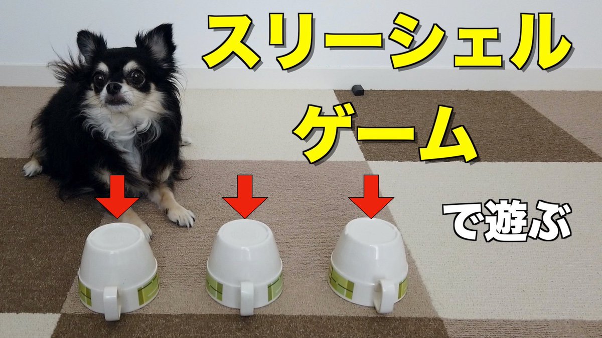 Funny Chihuahua Vanilla チワワのバニラ Vanilla Funny Twitter