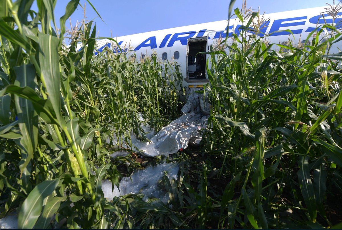 Кукурузное поле. Ещё не убранные поля. Кукурузные поля 2019. Атмосфера кукурузного поля. Поле собранной кукурузы.