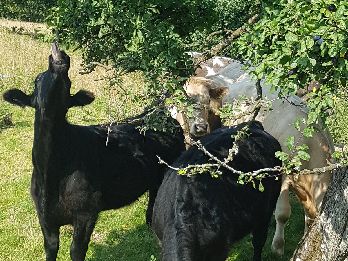 JoeMault's tweet photo. Some cattle have come up to the damson tree for a summer treat - Look at that tongue!!! ๐๐๐๐
#summerfruits
#happycattle
#WeAreWelshFarming https://t.co/TTt1bJ2SQ9