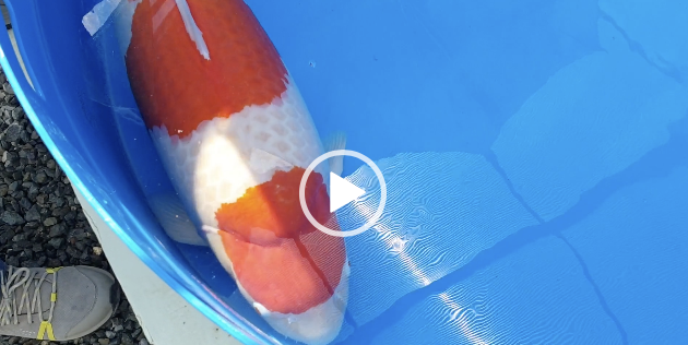 KoiQuestion's tweet image. Grand Champion Holland Koi Show; Markus Schmidt maakt profetie waar met Jolie Rose - koiquestion.com/2020/08/15/gra… |2020, Grand Champion, Holland Koi Show, Jolie Rose, Mako, Markus Schmidt, Momotaro