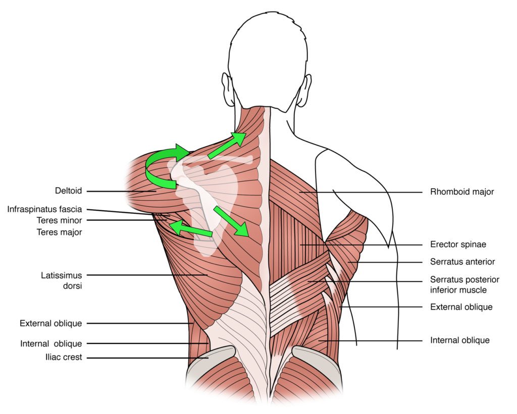 Fitness Pros: I believe that there is not enough emphasis put on lower trap exercises within the General Population leading to a large carry over of future injuries. 

Loosen pec and shoulder region, strengthen lower trap and mid -back ( rhomboids )