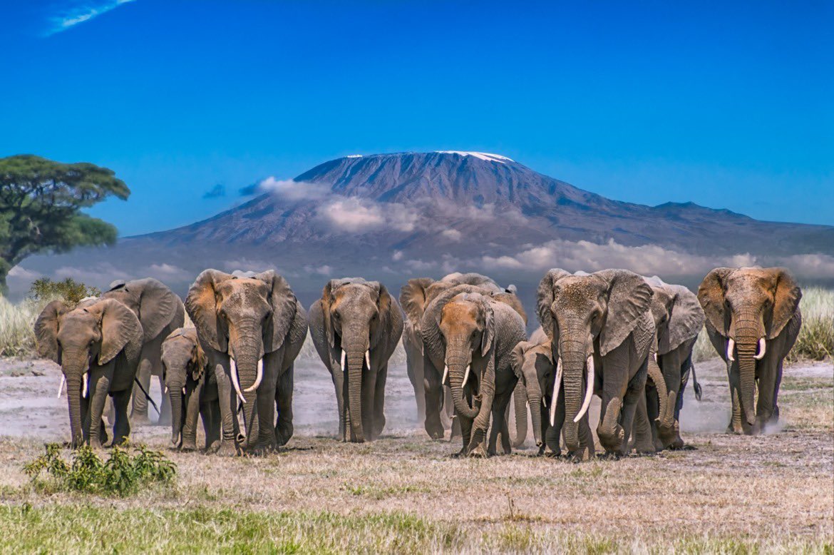 ¡Buenas noticias! Kenya reportó ayer que la población de elefantes se duplicó en los últimos 30 años, de 16,000 elefantes en 1989 a 34,800 a finales de 2019. Los esfuerzos de conservación siguen dando resultados en África. 😍