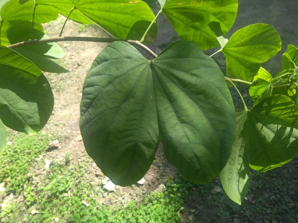 res ipsa loquitur 
#environment #savetrees