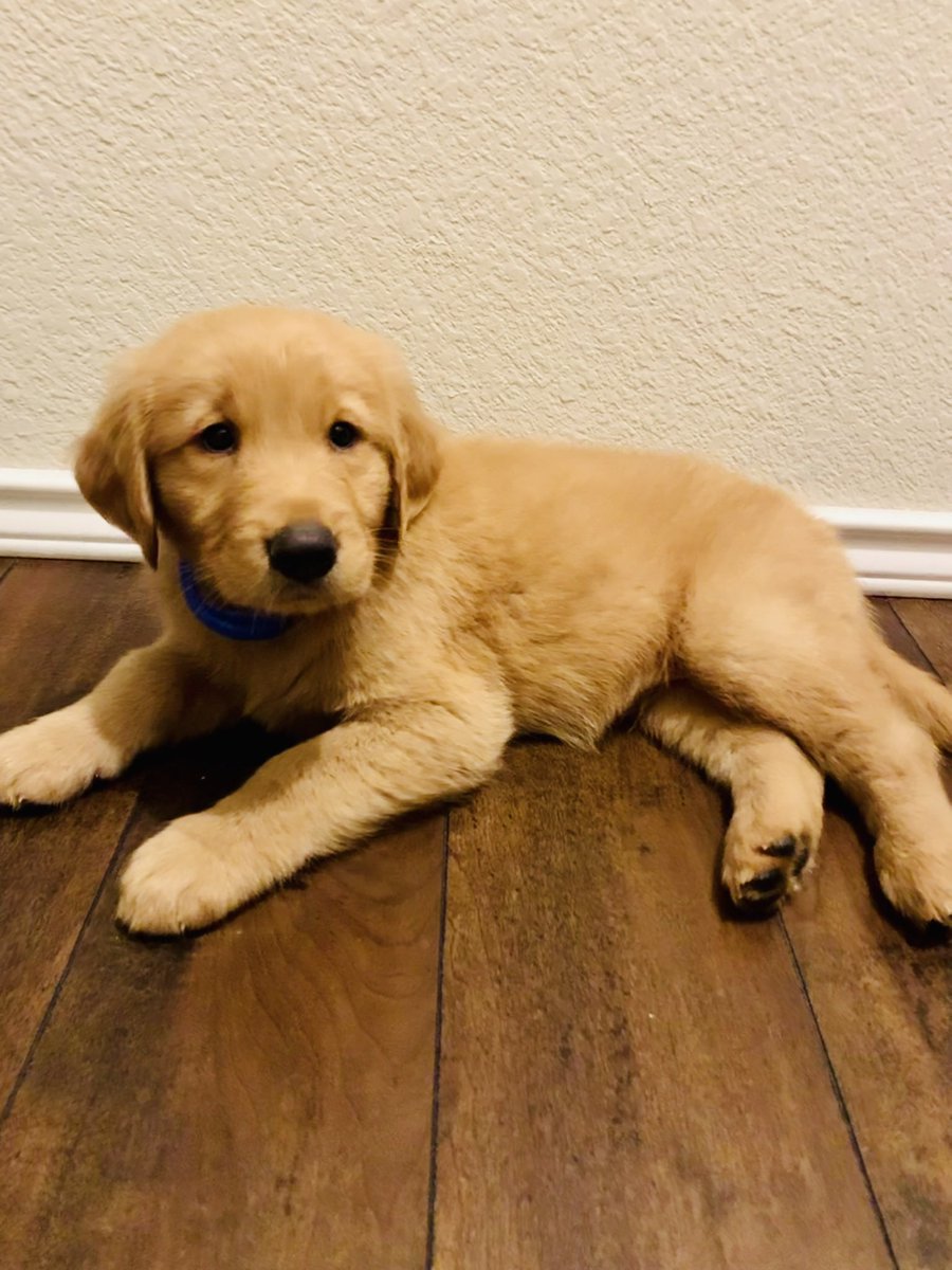 diamanalo22's tweet photo. Cloud’s sleepy face.. ❤️🐾 #golden #goldenretriever #purebred #purebredgoldenretriever #pawlife #puppylove #puppy #puppylife #puppiesofinstagram #puppygram https://t.co/Dla2v6V8Fw