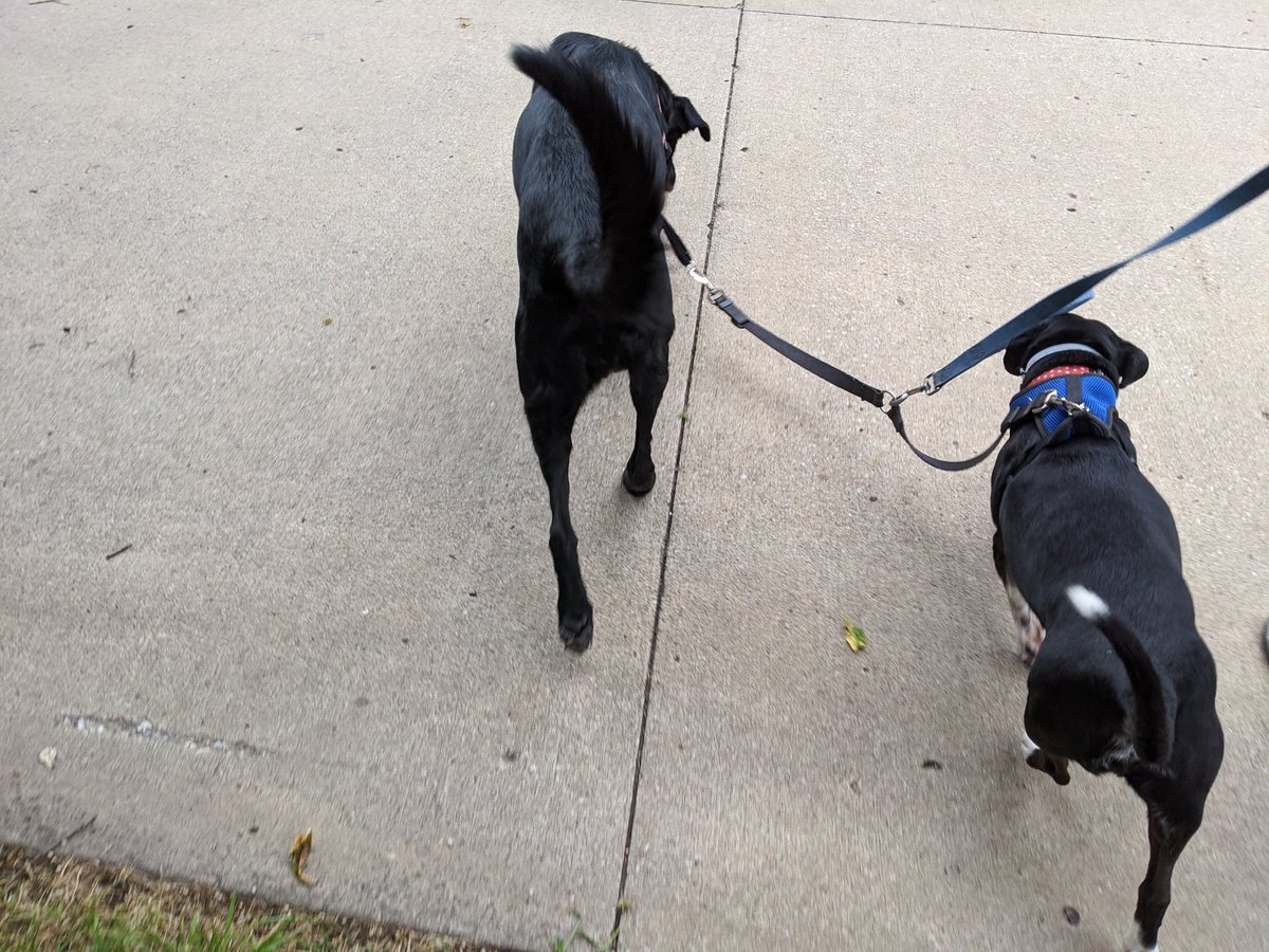 Morning 🐕 walk #summershapeupchallenge