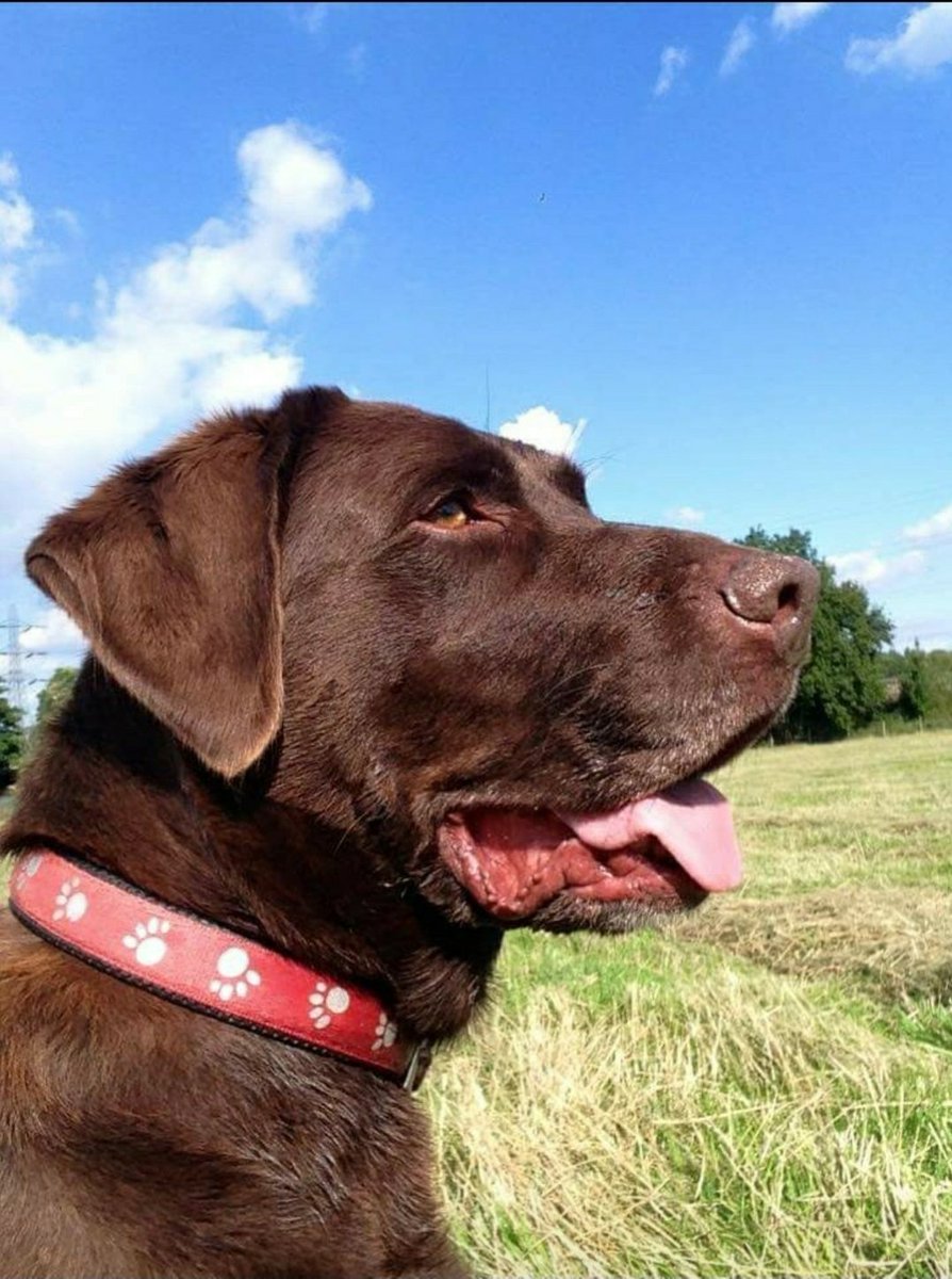 Said goodbye to my best mate of 12 years this week. 
What a #Dog. 
Maxi J the family misses you buddy.