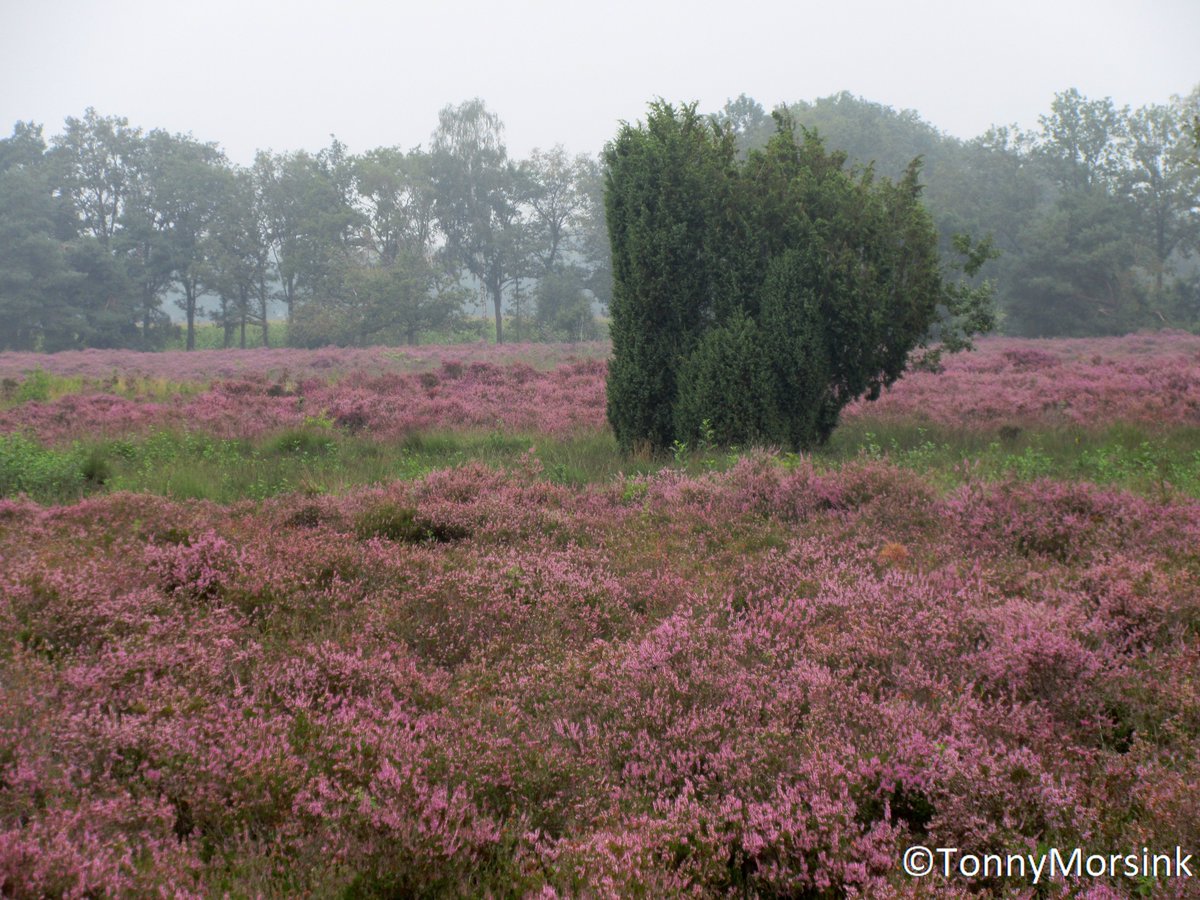 tonnymorsink's tweet photo. Ondanks de heersende droogte heide NO Twente &grensgebied in bloei!! Paarse pracht!#Bergvennen #Getelo #Vasse #Hooidijk Genieten van schoonheden in de natuur!! @RTVoost @MeteoGroupWeer @janvissersweer @weeronline @BuienRadarNL @Weerplaza @WilliamHuizinga @Alpenweerman @talpaweer https://t.co/ohU5p6QI3Y