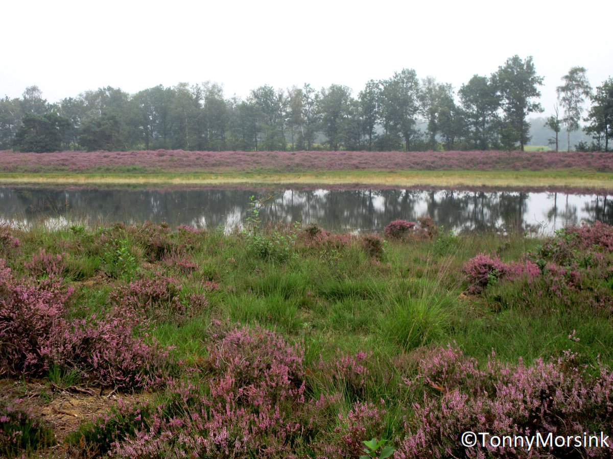 tonnymorsink's tweet photo. Ondanks de heersende droogte heide NO Twente &grensgebied in bloei!! Paarse pracht!#Bergvennen #Getelo #Vasse #Hooidijk Genieten van schoonheden in de natuur!! @RTVoost @MeteoGroupWeer @janvissersweer @weeronline @BuienRadarNL @Weerplaza @WilliamHuizinga @Alpenweerman @talpaweer https://t.co/ohU5p6QI3Y
