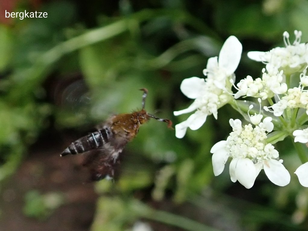 Bergkatze モモブトスカシバ Macroscelesia Japona Hampson 1919 ちっちゃくて 可愛いオス 鱗翅 スカシバガ科 モモブトスカシバ