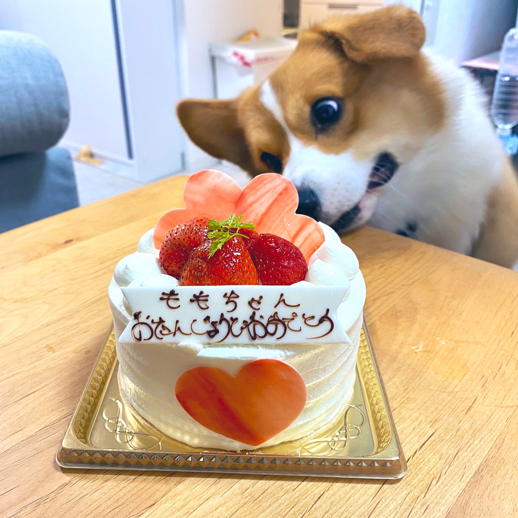 ももぽい 夫がケーキ買ってきてくれた 犬には残念ながら牛タンジャーキー 渋い顔で頬張る お誕生日になったらイオンで犬用ケーキ買ってきたるでな ももぽい 夫がケーキ買ってきてくれた 犬には残念ながら牛タンジャーキー 渋い顔で頬張る お誕生日になったらイオンで犬用ケーキ買ってきたるでな
