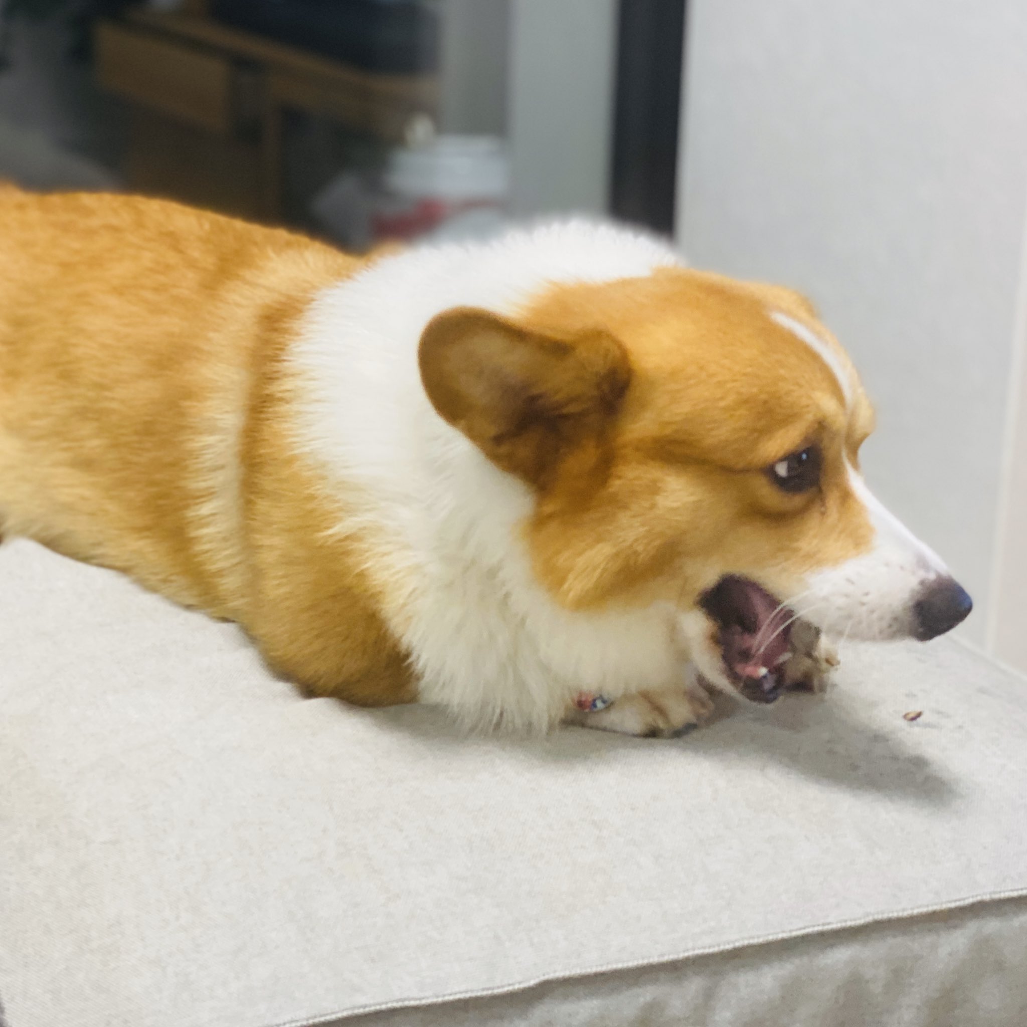 ももぽい 夫がケーキ買ってきてくれた 犬には残念ながら牛タンジャーキー 渋い顔で頬張る お誕生日になったらイオンで犬用 ケーキ買ってきたるでな ももぽい 夫がケーキ買ってきてくれた 犬には残念ながら牛タンジャーキー 渋い顔で頬張る お誕生日になったらイオンで犬用 ケーキ買ってきたるでな