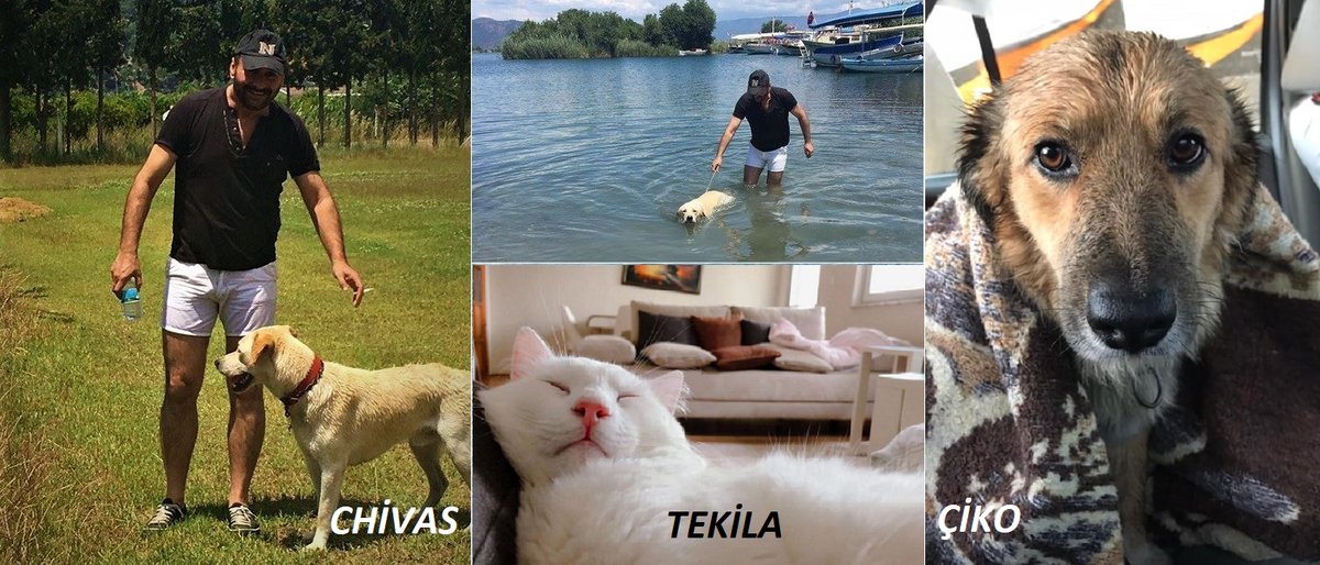Chivas ve Tekila
Pireler basmış yavruyken, sokakta bulup sahiplendik.

Çiko, sokak köpeği
Yağmurlu bir havada evime sığındı.

Ne kadar yakışıklılar değil mi?

Nasıl kıyılır bu canlara
Yalnız bize ait değil bu dünya
Eziyet edeni görürsem
Dalarım valla!
#HayvanaEziyetHapisteBitsin!