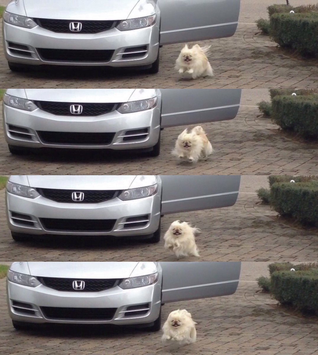 LilCaliGurl's tweet photo. Sm:)e itz sadder day! ๐
What r you smile-n bout today? Me my YouWho just got here!
.
.
.
#lifeisshortandsoaremylegs #hovermode #mightydog #flyingdog #ibelieveicanfly #runlikethewind #caligurl #pekingese #throughadogseyes #doglife #dogslife #happydog https://t.co/jpzgdTQPFW