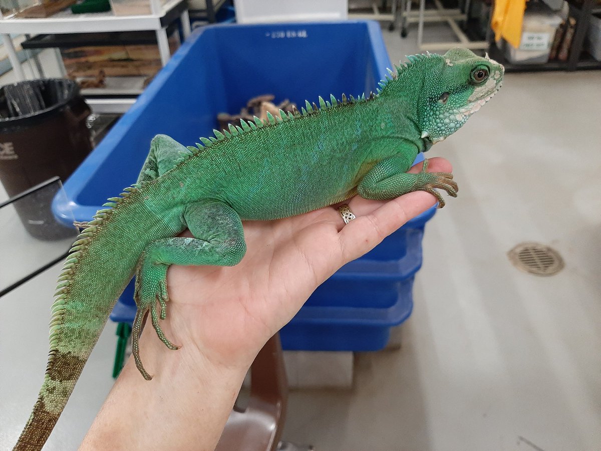 LivingMaterials's tweet photo. Happy World Lizard Day from the lizards of the LMC (a day late) https://t.co/jxItBvaxOX
