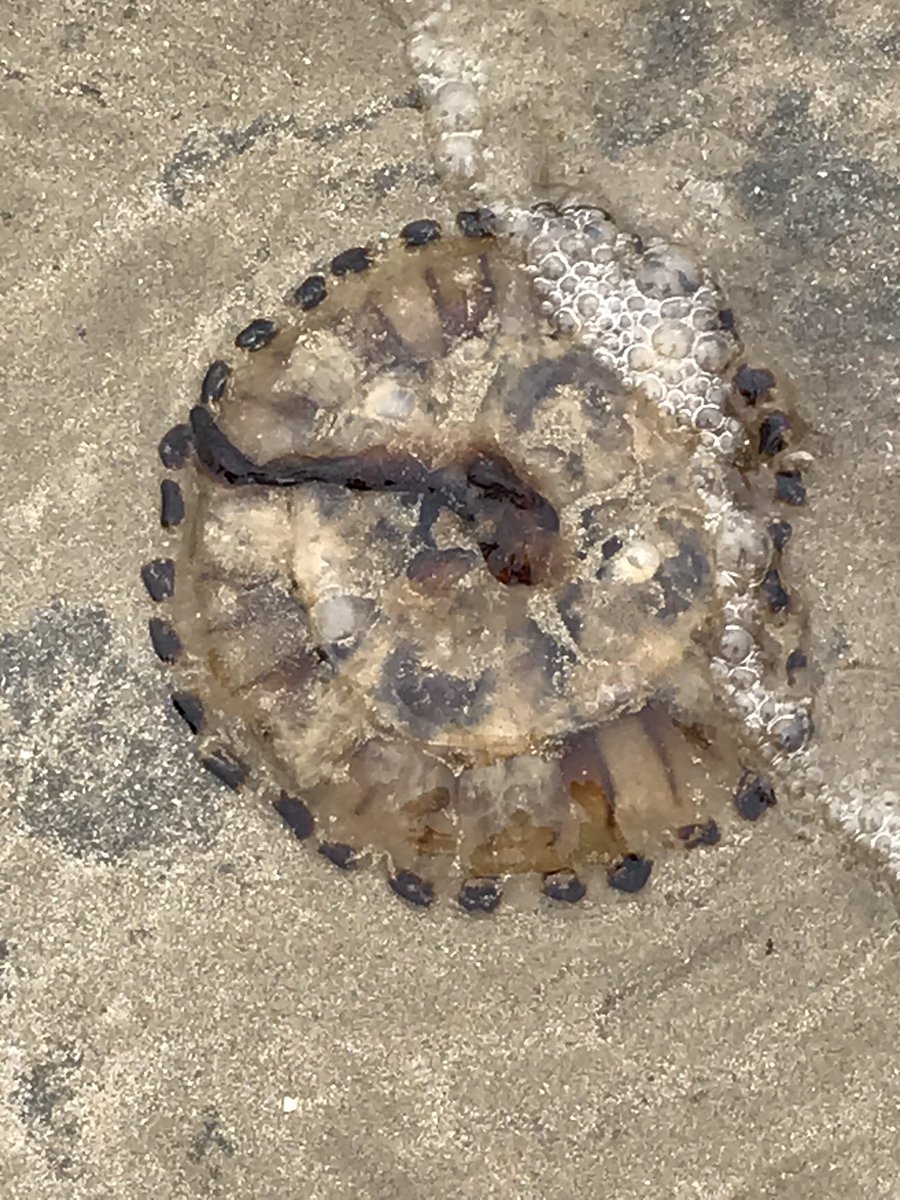 LOCallaghn's tweet photo. Jellyfish on Tramore beach early this morning at low tide ... anyone know the species ? 🤔 https://t.co/G2GfzY4jig
