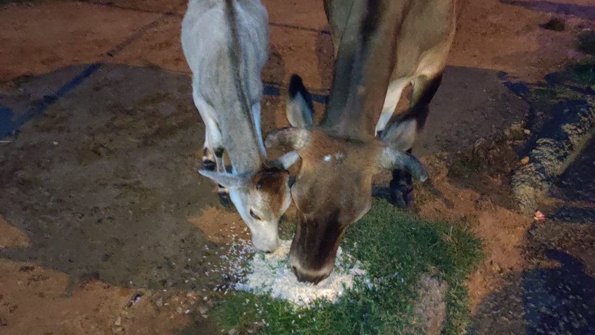 teamsevasft's tweet photo. #6th_Week
#Divya_Aadhaar
#Protection_to_Animals
#CONCERN_FOR_STRAY_ANIMALS_BY_SEVA_SOCIAL_FOUNDATION_TRUST
(Cows and Bulls are labelled with glow stickers in Bhubaneswar)BBSR-14.08.2020
@BehuraGitanjali @SadasibaParida2 @aftab70782201 @Uditsahuodisha @sadasiba2013
#Team_Seva https://t.co/5PmQ37R1te
