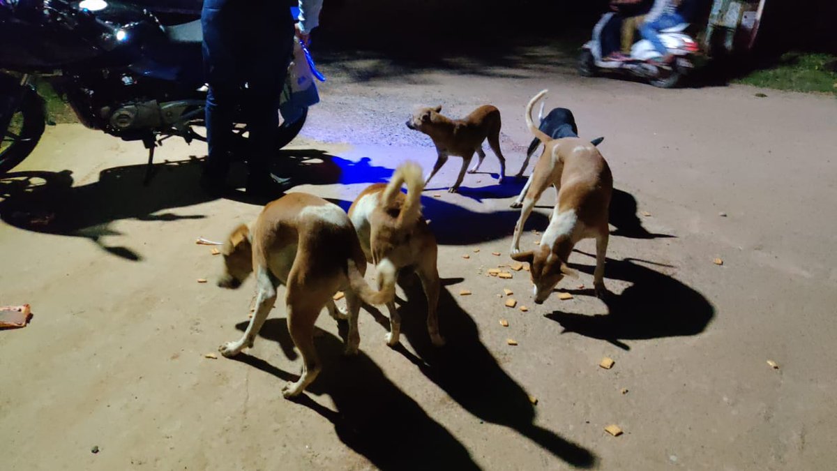 teamsevasft's tweet photo. #6th_Week
#Divya_Aadhaar
#Protection_to_Animals
#CONCERN_FOR_STRAY_ANIMALS_BY_SEVA_SOCIAL_FOUNDATION_TRUST
(Cows and Bulls are labelled with glow stickers in Bhubaneswar)BBSR-14.08.2020
@BehuraGitanjali @SadasibaParida2 @aftab70782201 @Uditsahuodisha @sadasiba2013
#Team_Seva https://t.co/5PmQ37R1te