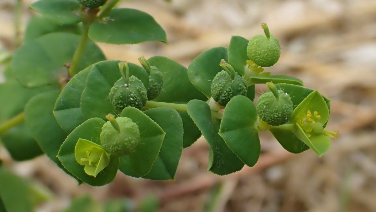 Broad-leaved Spurge, Euphorbia platyphyllos. Check out the warty fruits.