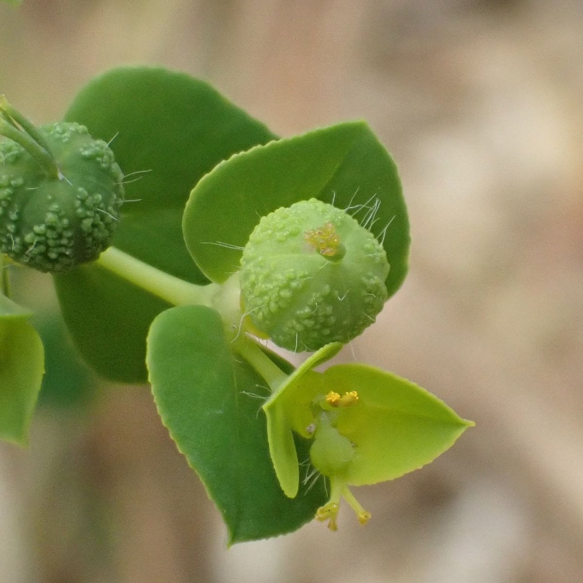 Broad-leaved Spurge, Euphorbia platyphyllos. Check out the warty fruits.