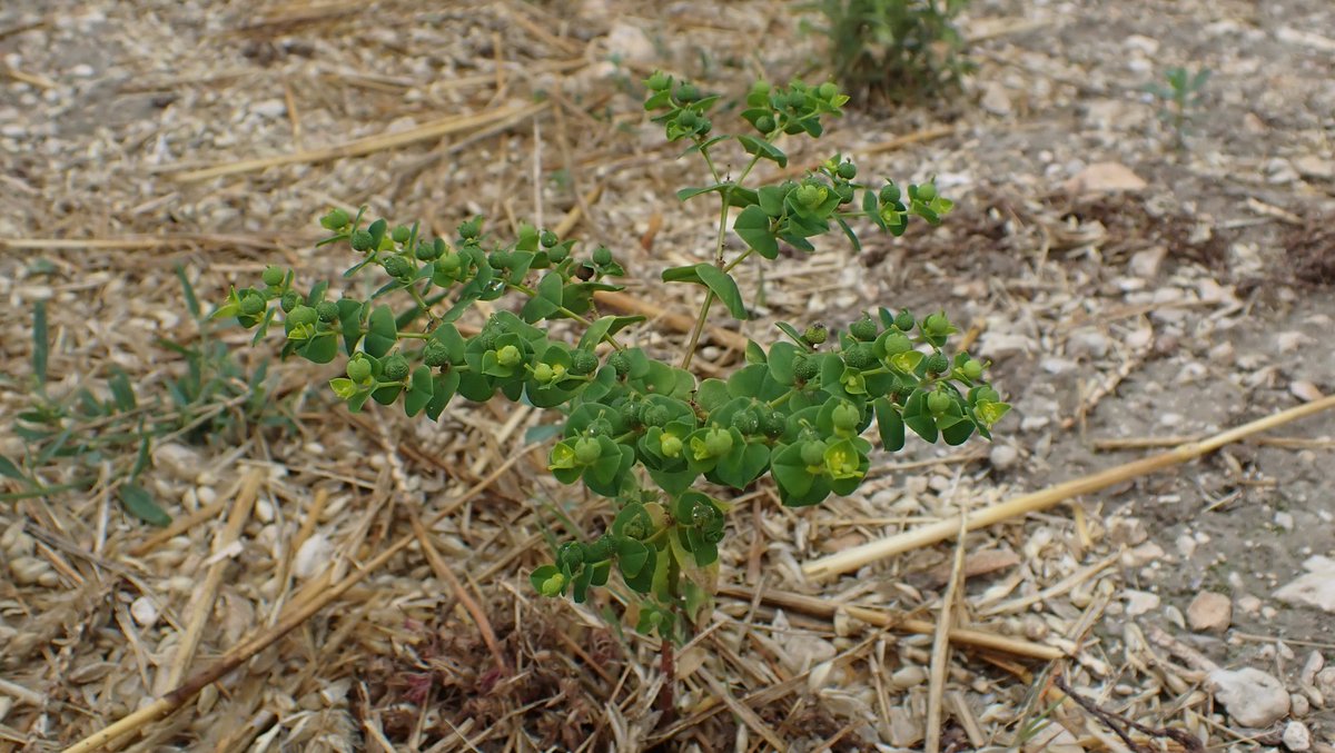 Broad-leaved Spurge, Euphorbia platyphyllos. Check out the warty fruits.
