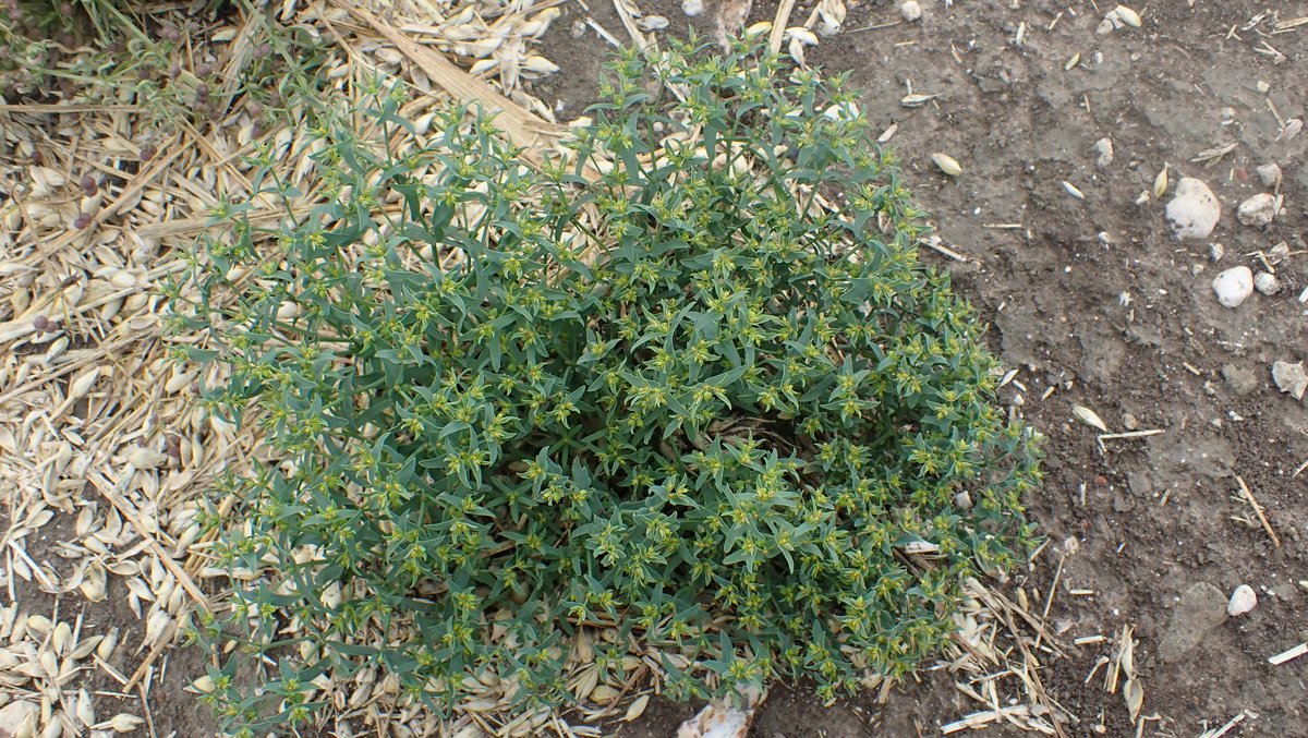 Dwarf Spurge, Euphorbia exigua.