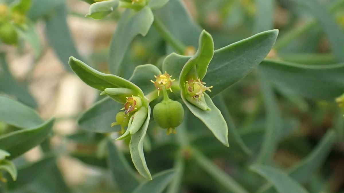Dwarf Spurge, Euphorbia exigua.