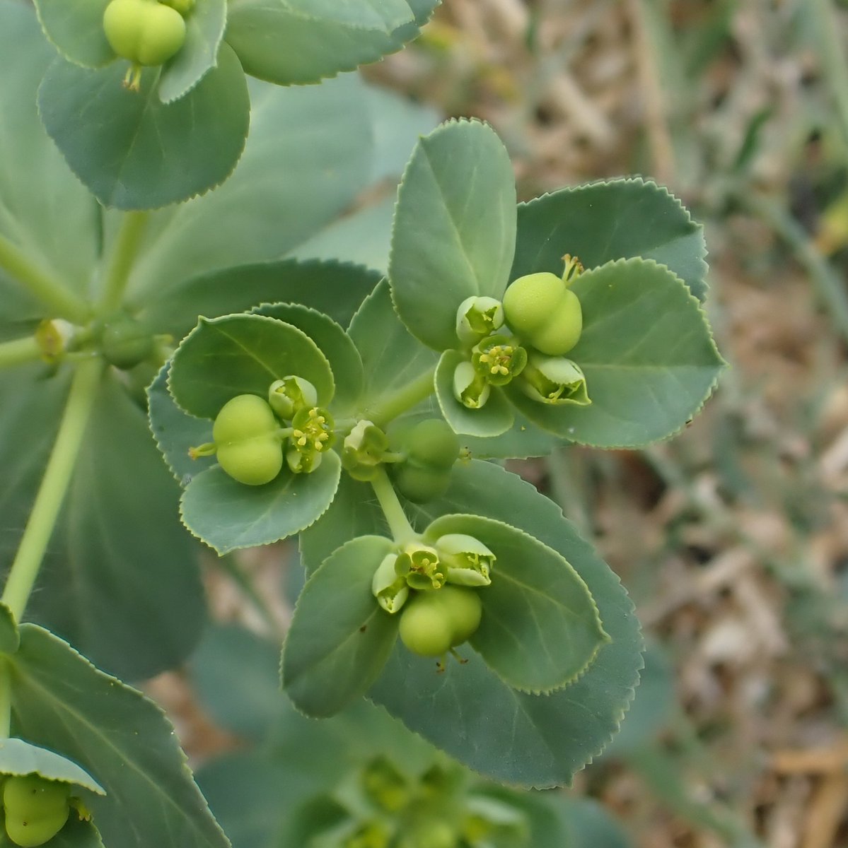 Sun Spurge, Euphorbia helioscopia. Possibly everyone's favourite spurge?