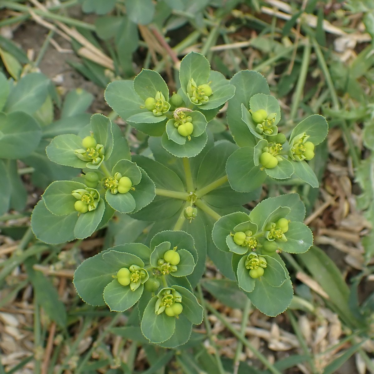 Sun Spurge, Euphorbia helioscopia. Possibly everyone's favourite spurge?