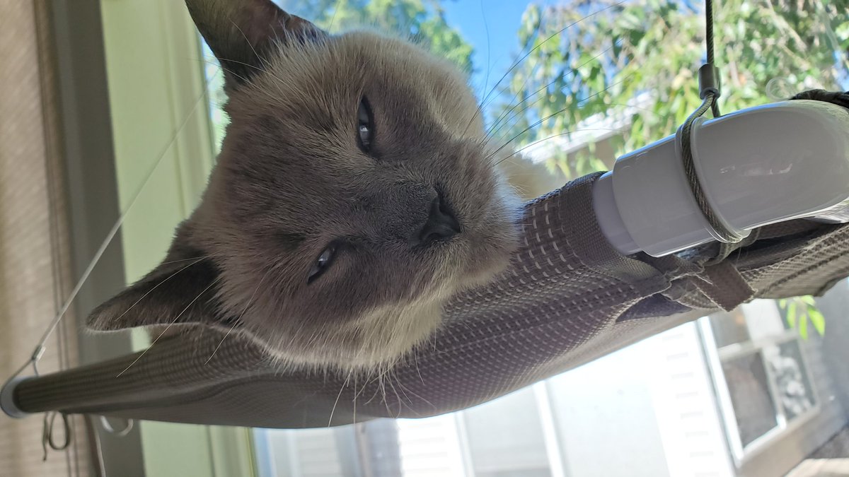 BatteryInternet's tweet photo. Happy CATURDAY! https://t.co/o4eunqOoQo