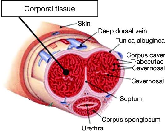 sustain this.However,if an erection lasts more than 4hrs,the erectile tissue of the penis(corpora cavernosae)begins to 'die' b/c no fresh blood is coming in and the stale blood that is trapped in the penis has no oxygen to deliver.This tissue will die off and heal by fibrosis...