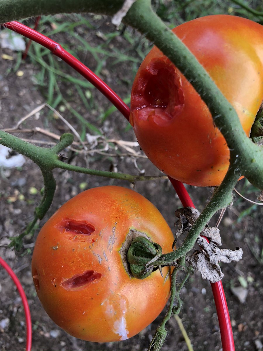 TuscanVines ® tweet media