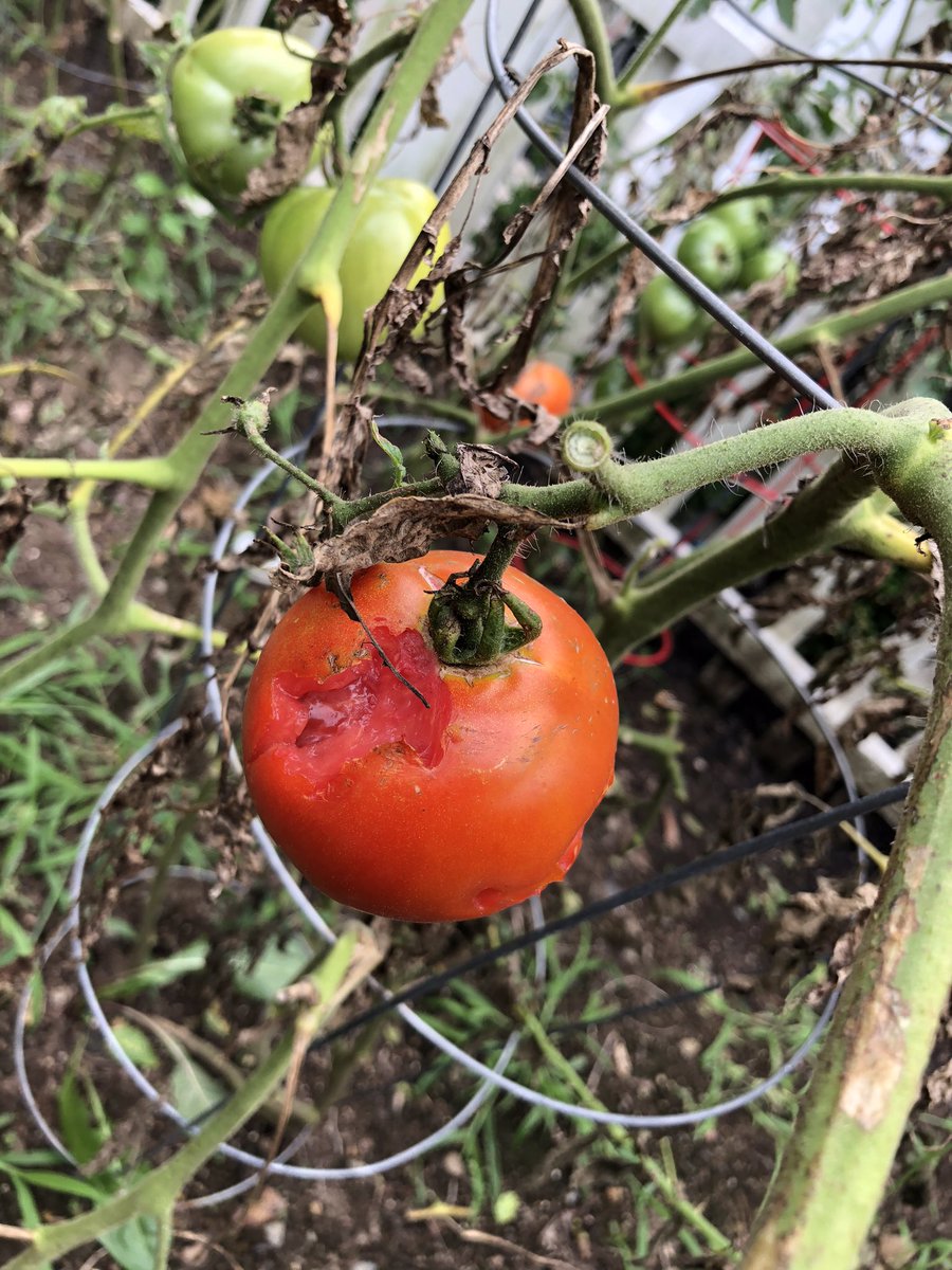 TuscanVines ® tweet media