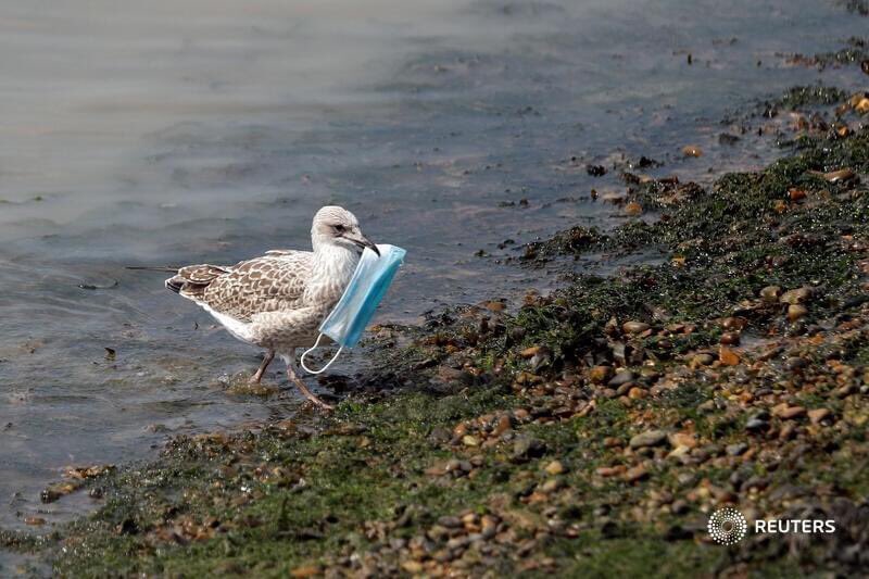 AaronAcuda's tweet photo. A sad picture worth a million words, depicting Environment crisis unfolding before us.
Kindly wear your mask, stop spread of #COVID19  but remember to dispose off used masks properly!
📷 @Reuters https://t.co/HCBj3S88T8