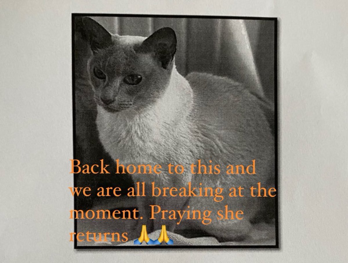 #MISSINGCAT from #elsiemaudroad #se4 #LONDON #SOUTHLONDON. She’s frail &amp; blind and an indoor cat so unused to traffic etc. Desperately missed. Pls check out buildings etc. Pls #RT. #Se23lost #se4lost #se13lost #lostcats