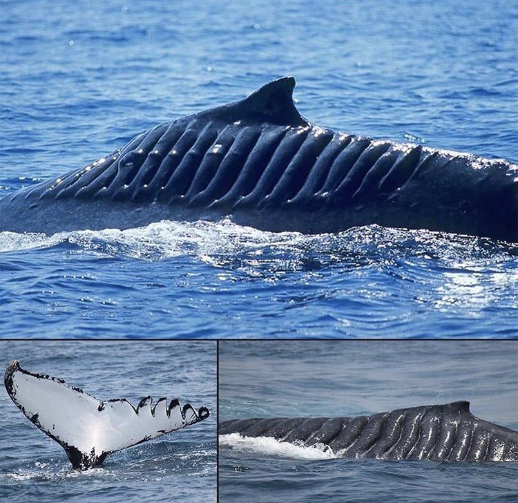 LakotaMan1's tweet photo. When worlds collide. They call this female humpback whale “Blade Runner” after a 2001 collision with a ship’s propeller. She’s a survivor, a bad ass and she has the battle scars to back it up. #Respect https://t.co/PIE7zrKzv5
