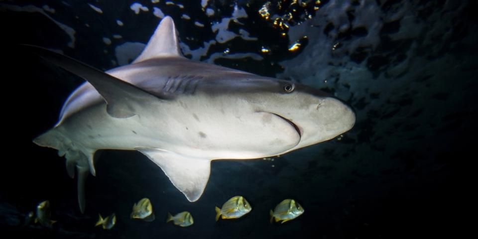 FinsUnited's tweet photo. A Shark Died From Streptococcus. Does That Mean Sharks Get #StrepThroat? Not Quite: https://t.co/3SdHHmjgbk

Little is known about bacterial diseases of sharks, but pathogenic bacterial infections are not uncommon. However, #shark streptococcosis cases are rare! #SharkWeek https://t.co/6OVxuXcEDp