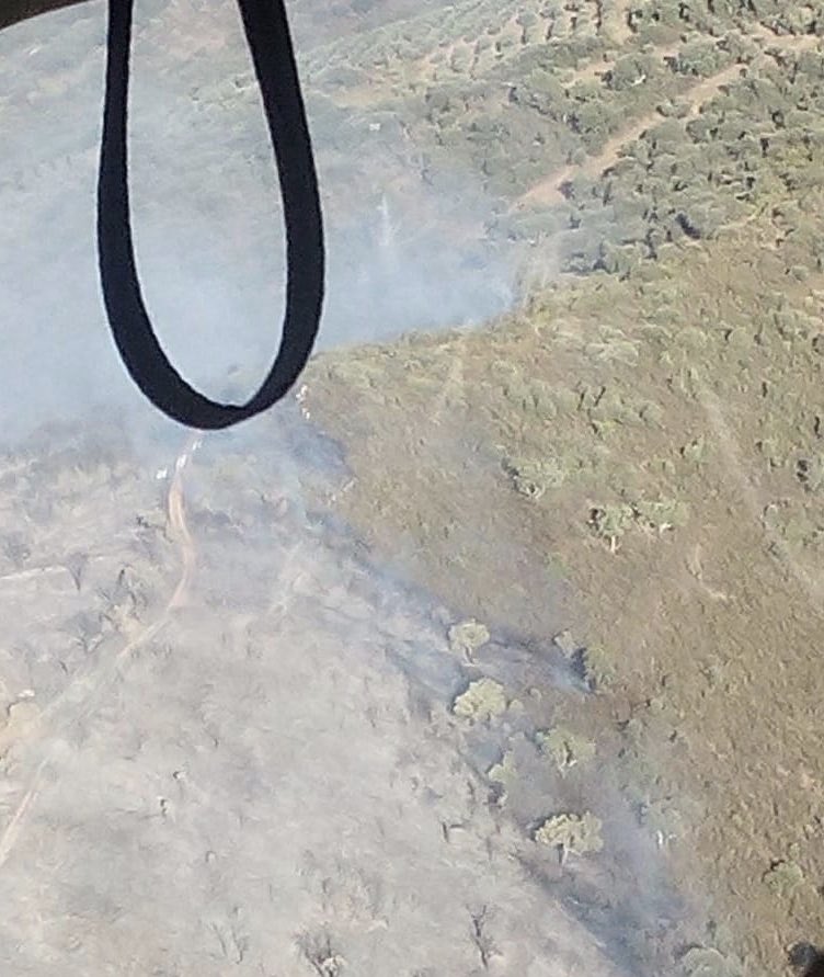 El cinturón de seguridad en torno al pueblo de Castañar de Ibor, formado por unos magníficos olivares muy bien cuidados, ha sido definitivo para detener un incendio que se acercaba a las casas a toda velocidad. (Imágenes de <a href="/AT_Brif/">ATBRIF</a> y <a href="/BrifPINO/">#BRIF PINOFRANQUEADO</a>)